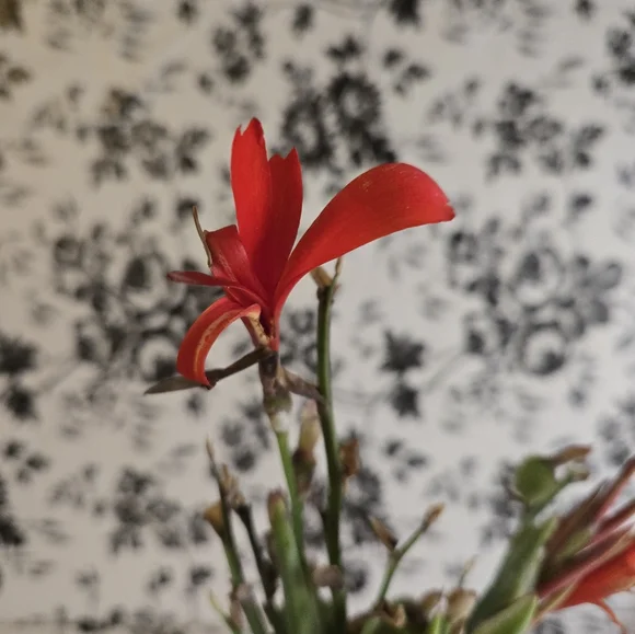 Canna seed  st1-st8 - Picture 5 of 6